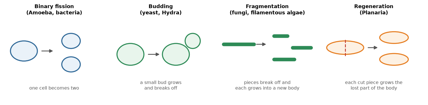 Four small pictures of reproduction without a partner. Binary fission, in Amoeba and bacteria: one cell becomes two cells. Budding, in yeast and Hydra: a small bud grows on the parent and breaks off. Fragmentation, in fungi and filamentous algae: a filament breaks into pieces, and each piece grows into a new body. Regeneration, in Planaria: a worm is cut in two, and each piece grows the lost part of its body.